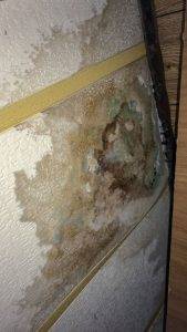 Mold growing out of a ceiling. This is the effect of neglecting water damage restoration. Water damage compounds and becomes considerably worse over time.