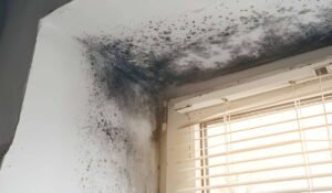 prevent mold remediation